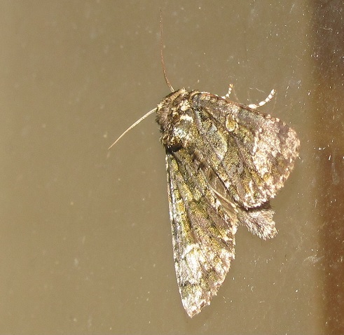Anaplectoides prasina (Noctuidae)? No, Craniophora ligustri